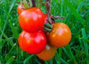 помидоры в открытом грунте выращивание