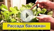 Баклажан - как вырастить рассаду баклажан (Сибирь, Урал)