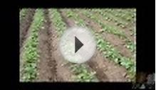 Выращивание картофеля по-природному