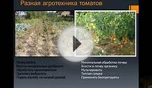 Выращивание томатов и сравнение агротехник